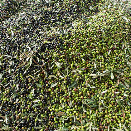 Raccolta delle olive